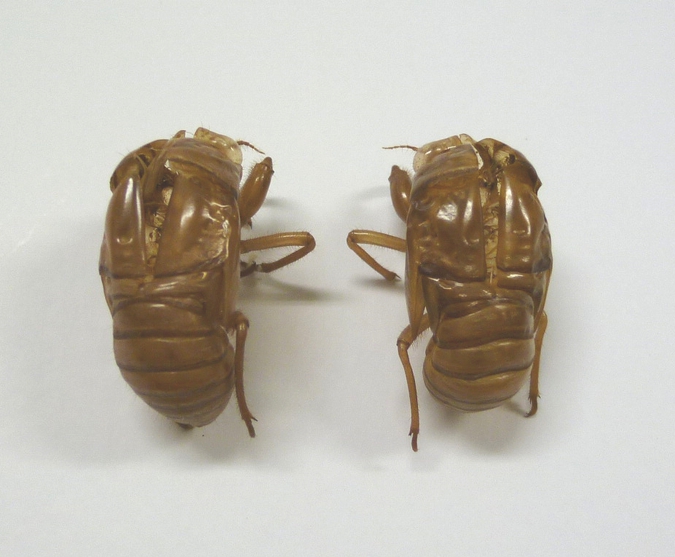 セミの抜け殻 セミの抜け殻｜ミクロ探偵団｜ミヤマ株式会社 環境分析測定&リサーチ