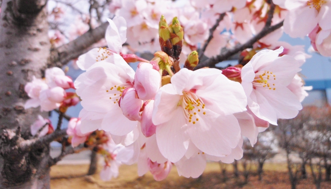 ソメイヨシノの花粉 ミクロ探偵団 ミヤマ株式会社 環境分析測定 リサーチ