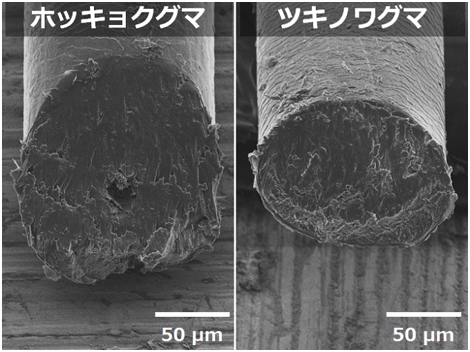 シロクマとクロクマ ミクロ探偵団 ミヤマ株式会社 環境分析測定 リサーチ