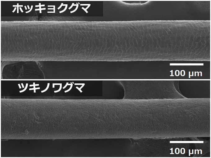 シロクマとクロクマ ミクロ探偵団 ミヤマ株式会社 環境分析測定 リサーチ