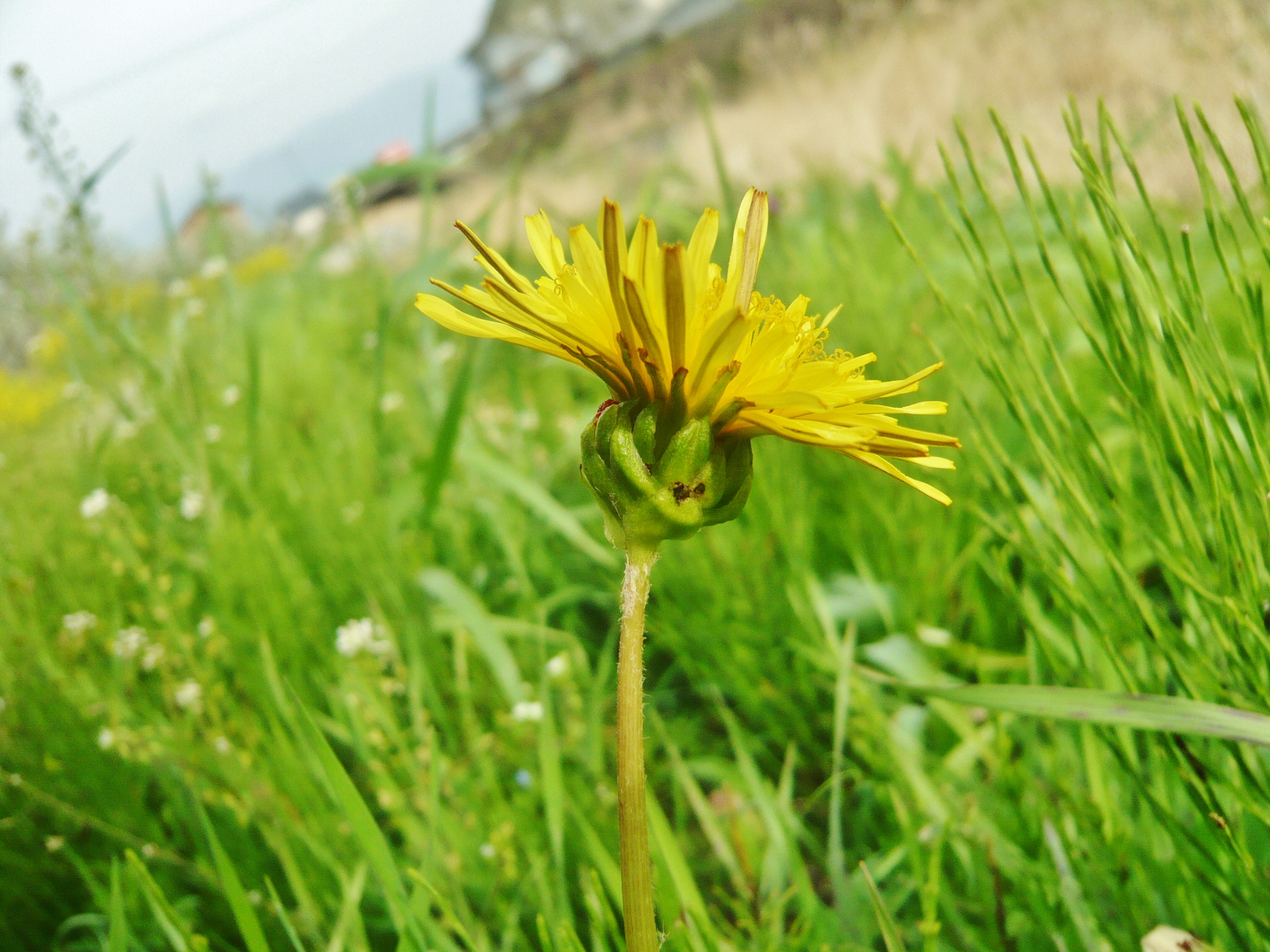 タンポポ｜ミクロ探偵団｜ミヤマ株式会社 環境分析測定&リサーチ
