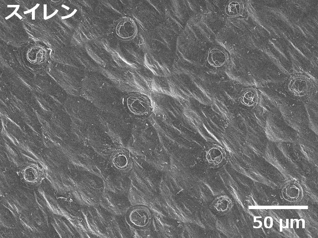 ハスの葉の秘密｜ミクロ探偵団｜ミヤマ株式会社 環境分析測定&リサーチ