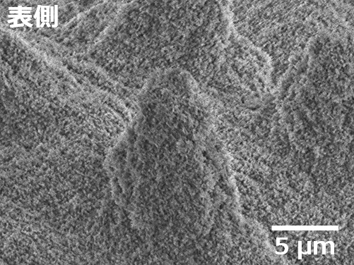 ハスの葉の秘密｜ミクロ探偵団｜ミヤマ株式会社 環境分析測定&リサーチ