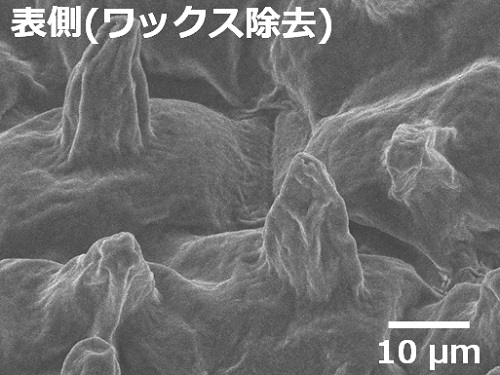 ハスの葉の秘密｜ミクロ探偵団｜ミヤマ株式会社 環境分析測定&リサーチ