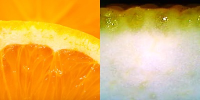 ミカンの皮｜ミクロ探偵団｜ミヤマ株式会社 環境分析測定&リサーチ