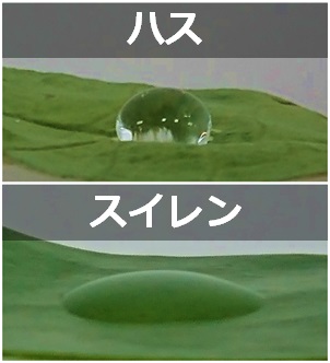 ハスの葉の秘密｜ミクロ探偵団｜ミヤマ株式会社 環境分析測定&リサーチ